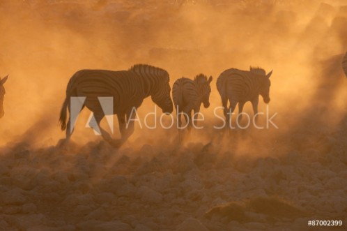 Picture of Zebras walking into a dusty sunset